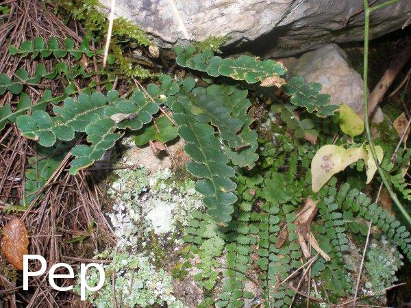 Acompañantes de la Rosa sempervirens