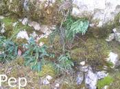 Acompañantes Rosa sempervirens