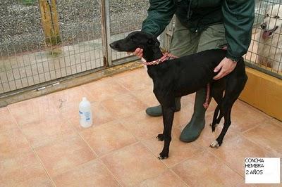 5 GALGOS A PUNTO DE SER SACRIFICADOS EN LA PERRERA DE MÁLAGA. UNA GALGA YA MURIO