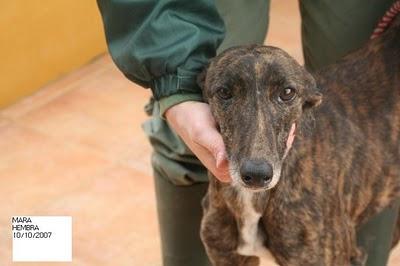 5 GALGOS A PUNTO DE SER SACRIFICADOS EN LA PERRERA DE MÁLAGA. UNA GALGA YA MURIO