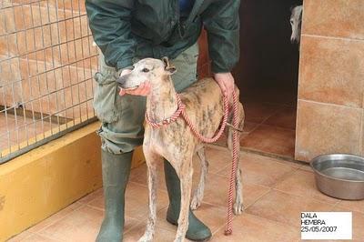 5 GALGOS A PUNTO DE SER SACRIFICADOS EN LA PERRERA DE MÁLAGA. UNA GALGA YA MURIO