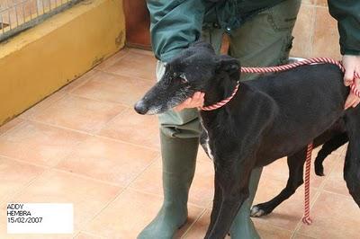 5 GALGOS A PUNTO DE SER SACRIFICADOS EN LA PERRERA DE MÁLAGA. UNA GALGA YA MURIO