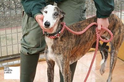 5 GALGOS A PUNTO DE SER SACRIFICADOS EN LA PERRERA DE MÁLAGA. UNA GALGA YA MURIO