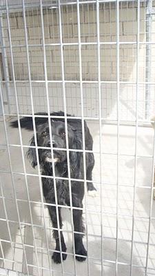 PERROS EN RIESGO DE SACRIFICIO INMINENTE EN BURGOS, MUY URGENTE!