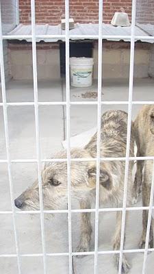 PERROS EN RIESGO DE SACRIFICIO INMINENTE EN BURGOS, MUY URGENTE!