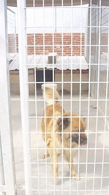 PERROS EN RIESGO DE SACRIFICIO INMINENTE EN BURGOS, MUY URGENTE!