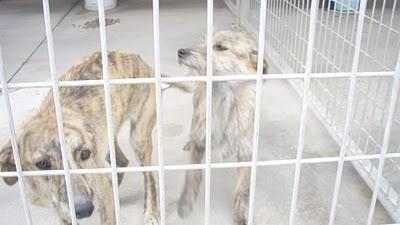 PERROS EN RIESGO DE SACRIFICIO INMINENTE EN BURGOS, MUY URGENTE!