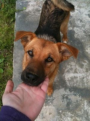 LON, CACHORRO ABANDONADO A SU SUERTE.