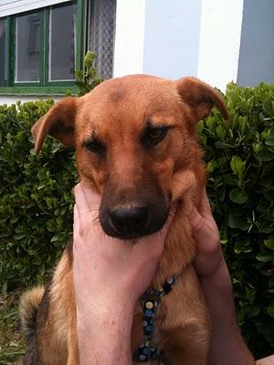 LON, CACHORRO ABANDONADO A SU SUERTE.