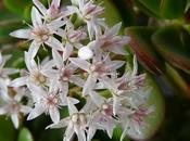 Crassula ovata arborescens