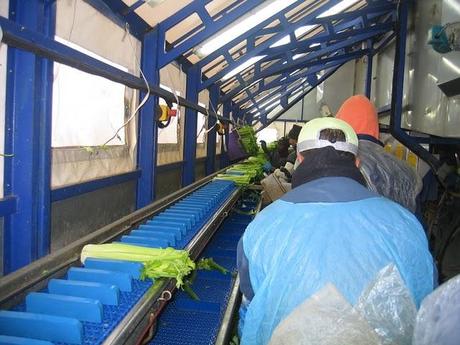 Visitamos las instalaciones de Pascual en Torrepacheco Visitamos las instalaciones de Pascual en Torrepacheco