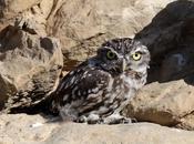 Mochuelo europeo común-ave 2011-athene noctua