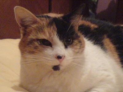 M i s h iJ a g g e rEstos son los gatos de una lectora bo...