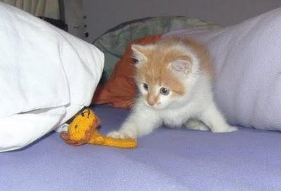 M i s h iJ a g g e rEstos son los gatos de una lectora bo...