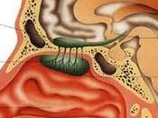 ¿Funciona efectiva aromateràpia? Efectos aceites esenciales sobre cuerpo.