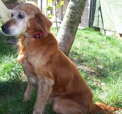 Dedal, un setter que no se da por vencido.