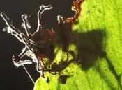 Científicos descubren hongos convierten hormigas zombies