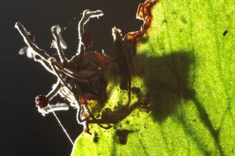Científicos descubren hongos que convierten hormigas en zombies