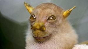 Murciélago con Nariz de Trompeta