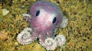 pulpo color purpura