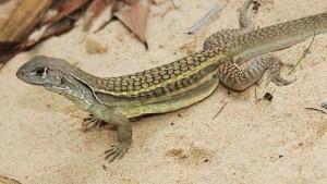 Lagarto que se clona solo