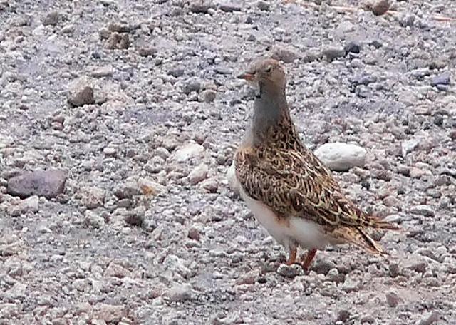 PORTFOLIO: Thinocorus orbignyanus, Pucu pucu - Thinocoridae, Parque Nacional Sajama, Bolivia