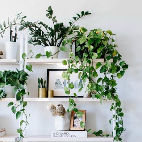 6 plantas ideales para espacios con poca luz