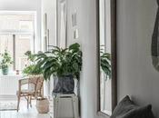 plantas ideales para espacios poca