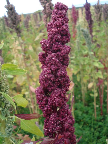 ¿Qué es la quinoa?