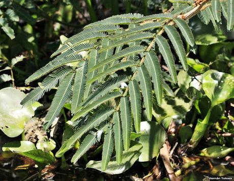 Carpinchera (Mimosa pigra)