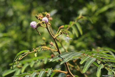 Carpinchera (Mimosa pigra)