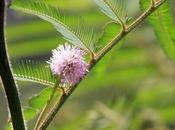 Carpinchera (Mimosa pigra)