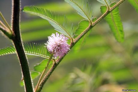 Carpinchera (Mimosa pigra)