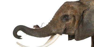 Elefante y ratón metabolismo
