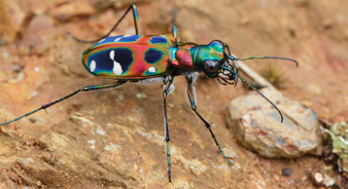 Escarabajo Tigre Animales veloces