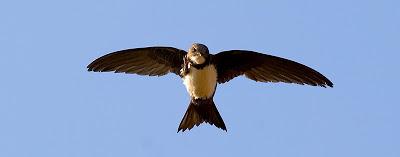 Vencejo Real Animales veloces