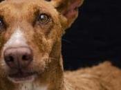 animales entienden burocracia humanos tampoco)