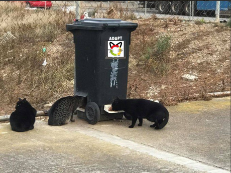 Reciclaje y reutilización al rescate de los gatos callejeros Reciclaje y reutilización al rescate de los gatos callejeros