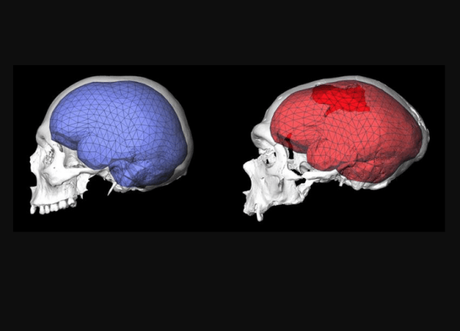 La organización del cerebro humano moderno evolucionó hace menos de 100.000 años