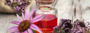 La equinácea no lucha contra el resfriado común, según un nuevo estudio