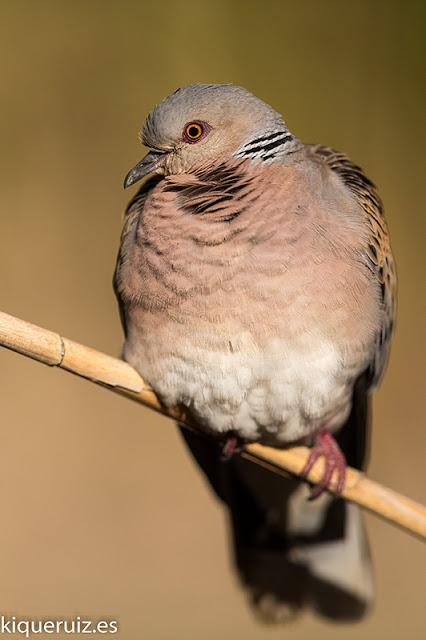 Tórtola europea