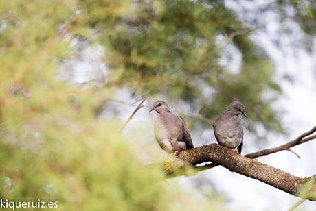 Tórtola europea