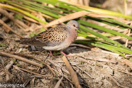 Tórtola europea