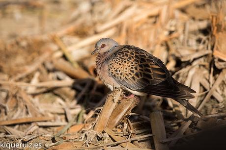 Tórtola europea