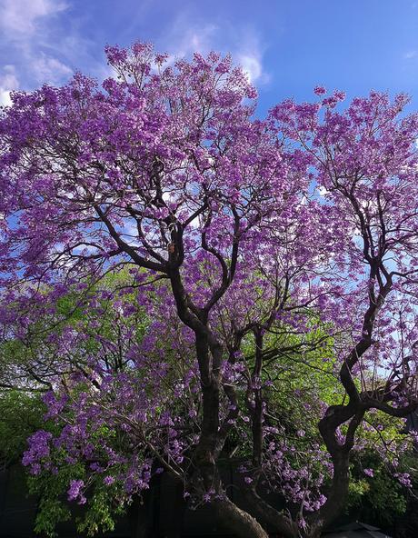 Violeta, el color del 2018 - SI o NO?