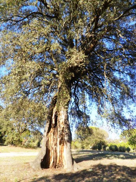 AÑO NUEVO DE LOS ÁRBOLES