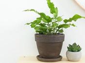 Tutorial para crear recibidor menos