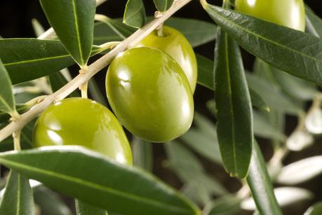 Olivos y Aceitunas
