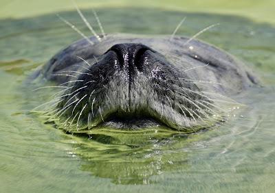 imagen que representa a una foca sumergida en el agua y que solo se ve el morro