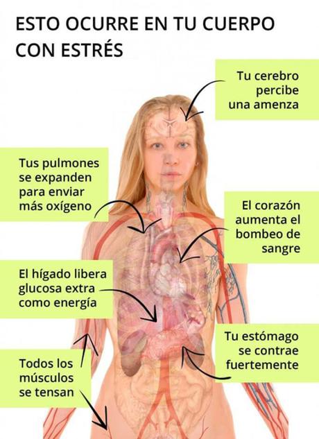 Consecuencias del estrés: efectos y reacciones de tu cuerpo y mente